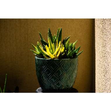 Variegated Gold Tooth Aloe