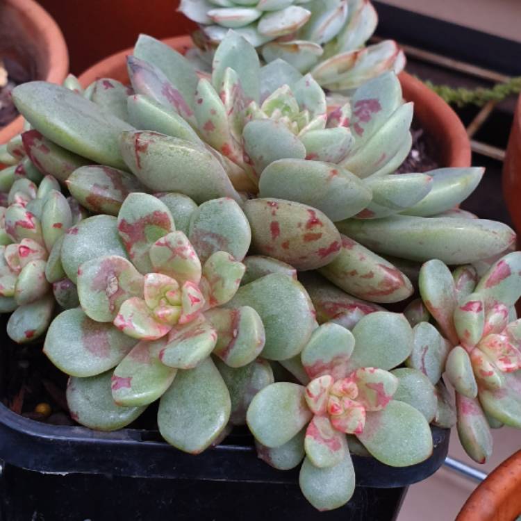 Plant image Echeveria Jelly Jam