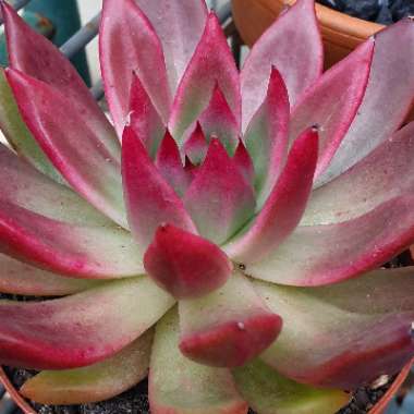 Echeveria 'Agavoides Frank Reinelt'