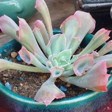 Echeveria 'Trumpet Pinky'