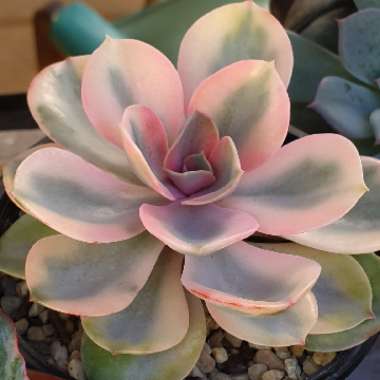 Echeveria 'Perle Von Nurnberg Variegated'