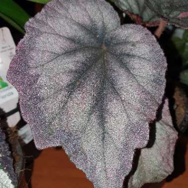 Rex Begonia