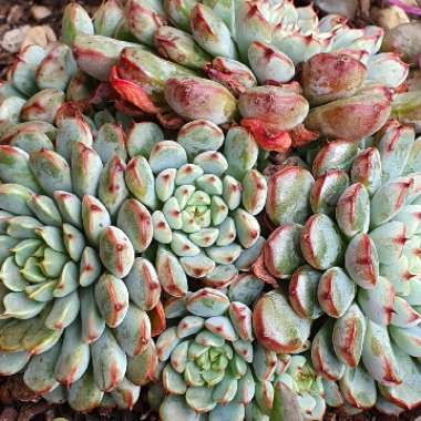 Echeveria 'Minima'