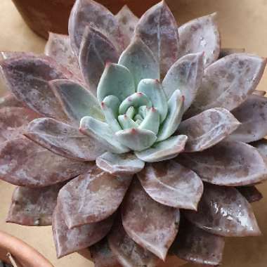 Echeveria 'Champagne'