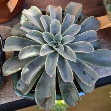 Echeveria 'Fantastic Fountain'