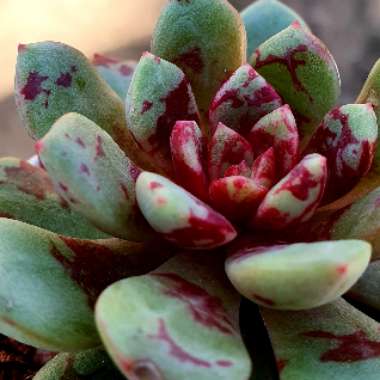 Echeveria 'Jelly Jam'