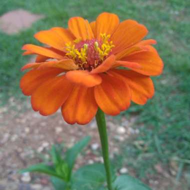 Zinnia