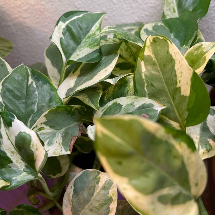 Plant image Epipremnum aureum 'Neon Variegated'