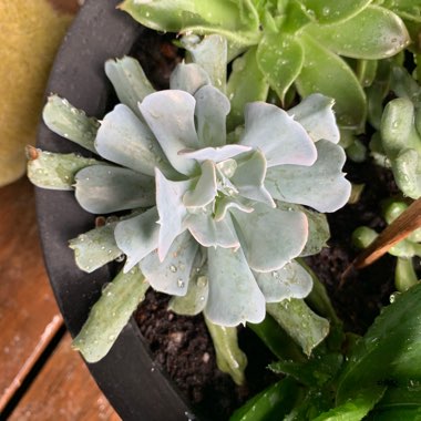 Echeveria 'Runyonii Topsy Turvy'