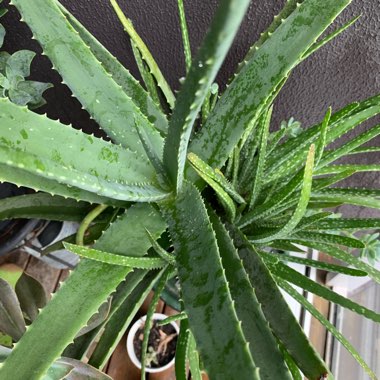 Aloe Vera