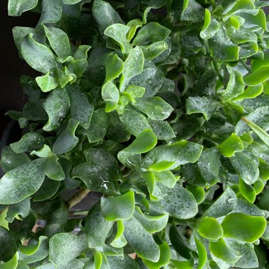 Crassula 'Blue Waves'