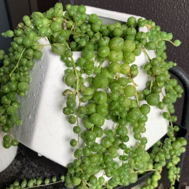 String of Pearls