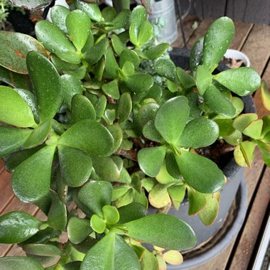 Dwarf Jade Plant