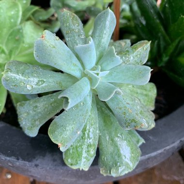 Echeveria 'Runyonii Topsy Turvy'