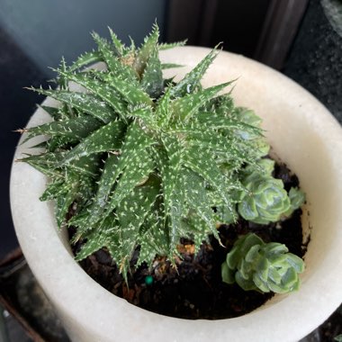 Haworthia 'Zebra'