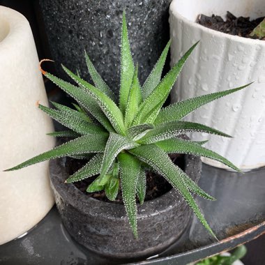 Lace Aloe