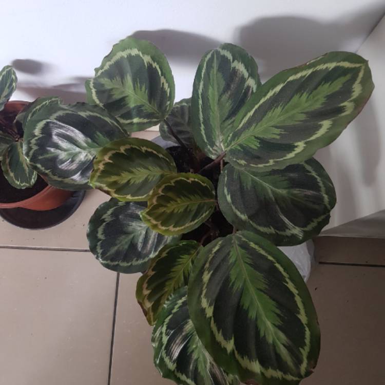 Plant image Calathea veitchiana