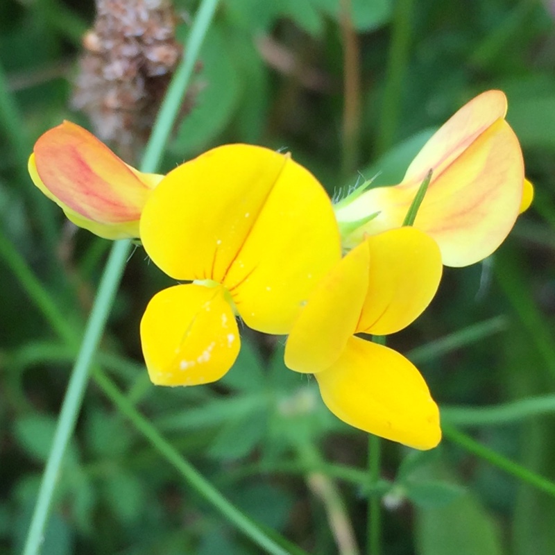 Plant image Lotus corniculatus