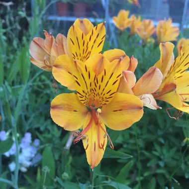 Alstroemeria 'Third Harmonic'