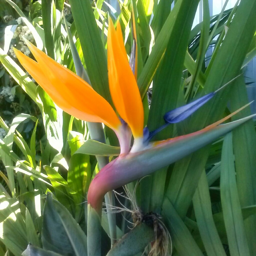 Bird Of Paradise