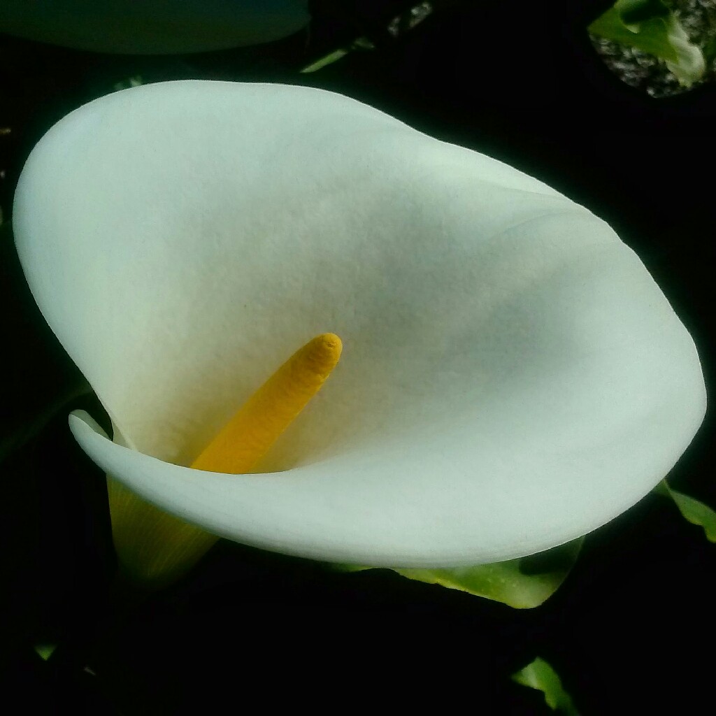 Calla Lily