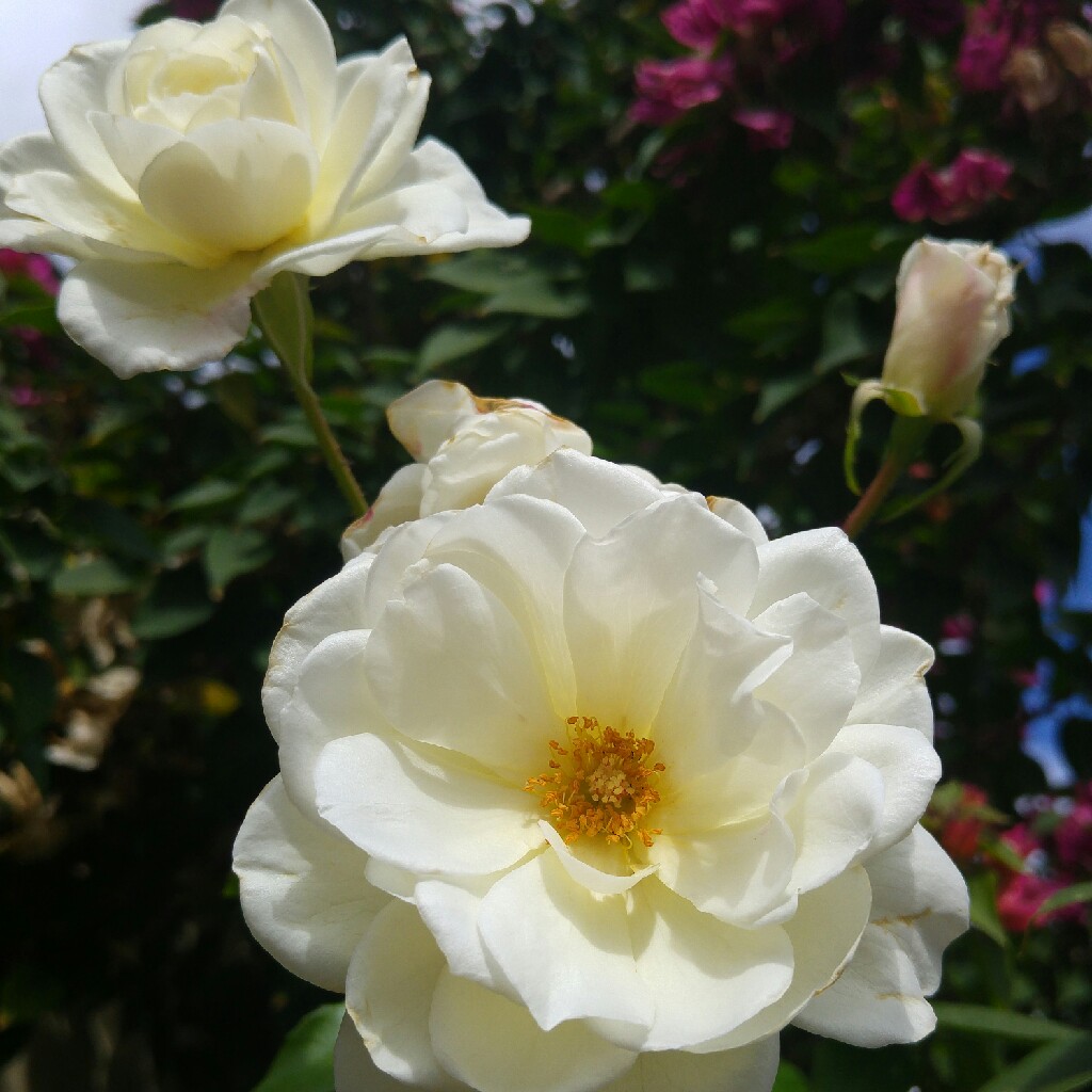 Rosa 'Noaschnee'