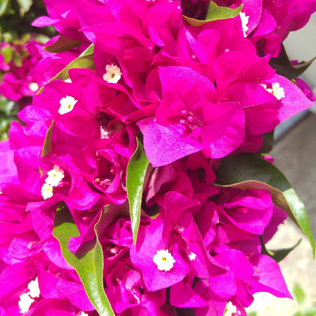 Bougainvillea 'Alexandra'