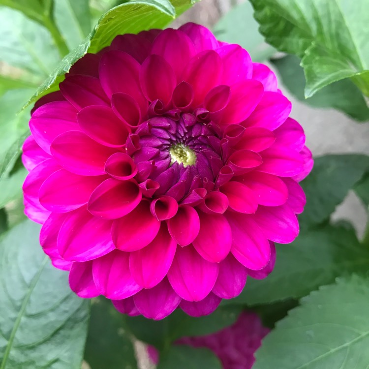 Plant image Dahlia 'Addison June'