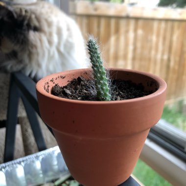 Old Man Cactus