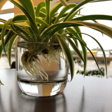 Spider Plant 'Bonnie'