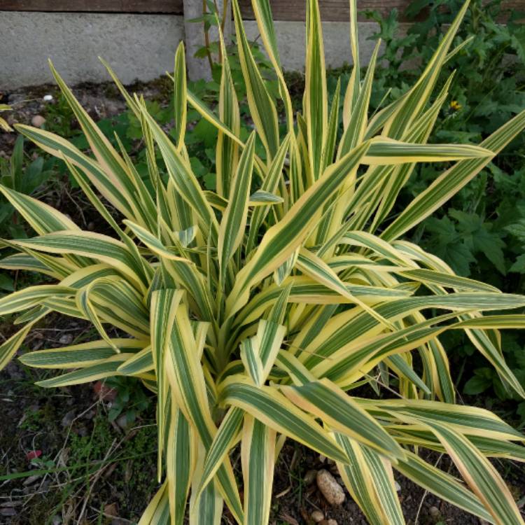 Plant image Hemerocallis 'Golden Zebra'