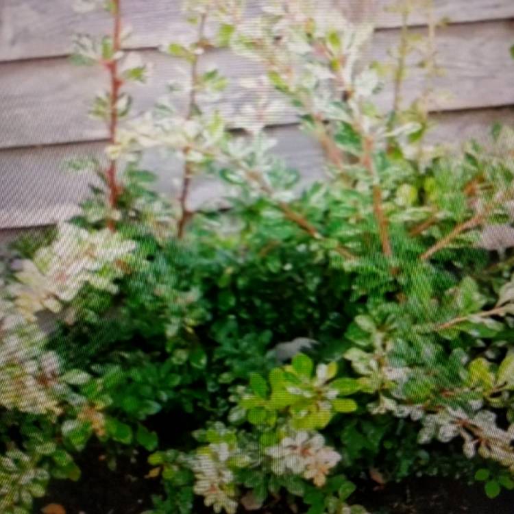 Plant image Berberis thunbergii 'Starburst'