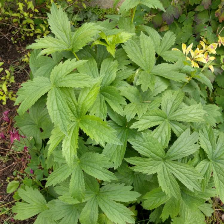 Astrantia major subsp. involucrata 'Shaggy', Masterwort 'Shaggy ...