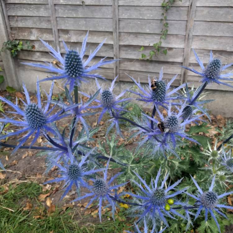 Plant image Eryngium x oliverianum