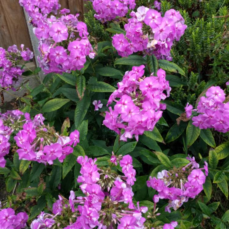 Plant image Phlox Paniculata 'Flame Pink'