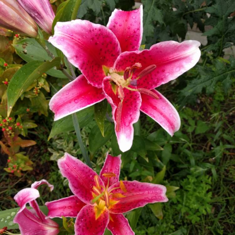 Plant image Lilium 'Starburst (Tango)'