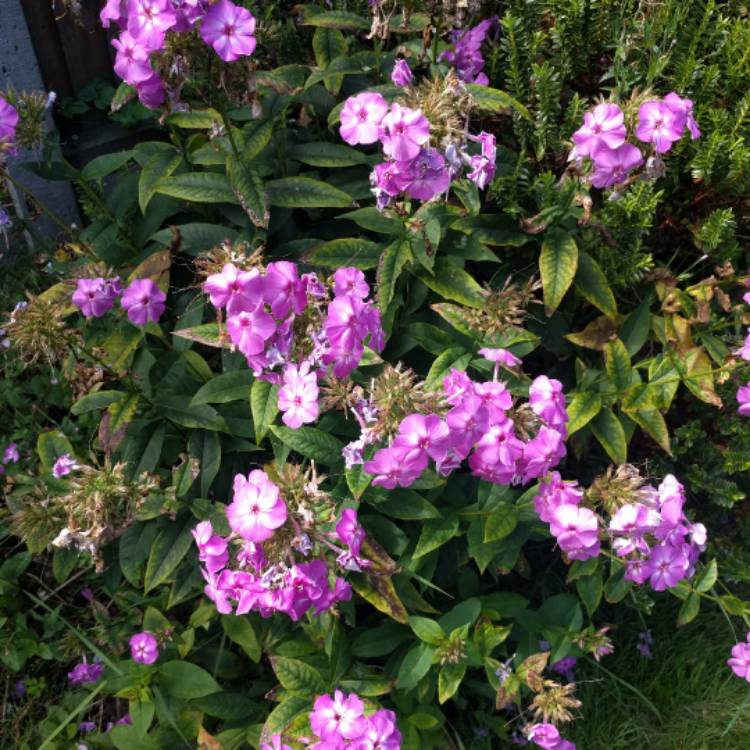 Plant image Phlox Paniculata 'Flame Pink'