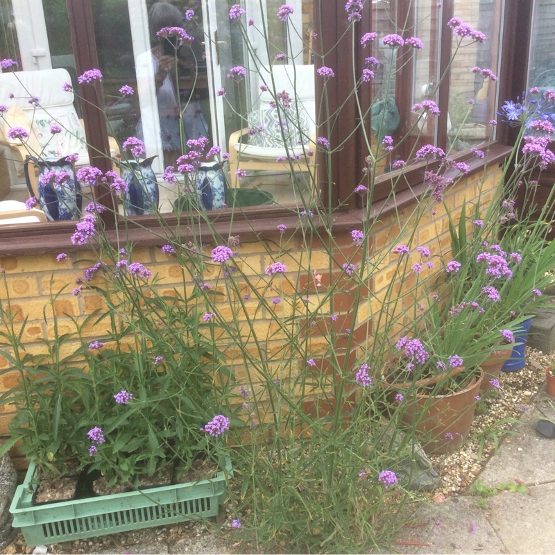 Purple Top Vervain