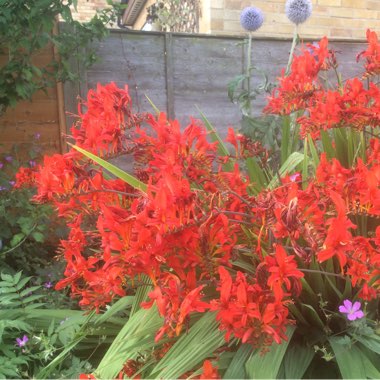 Montbretia 'Lucifer'