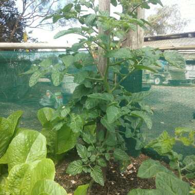 Solanum lycopersicum  syn. Lycopersicon lycopersicum