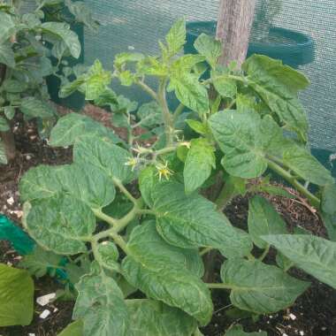 Solanum lycopersicum 'Roma'