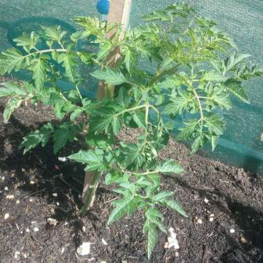 Solanum Lycopersicum 'Yellow Pear'