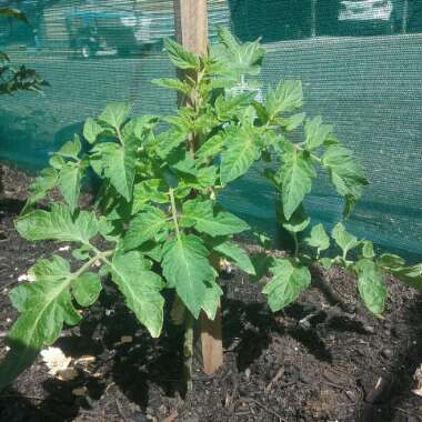 Solanum Lycopersicum 'Oxheart'