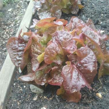 Lactuca sativa 'Bijou'