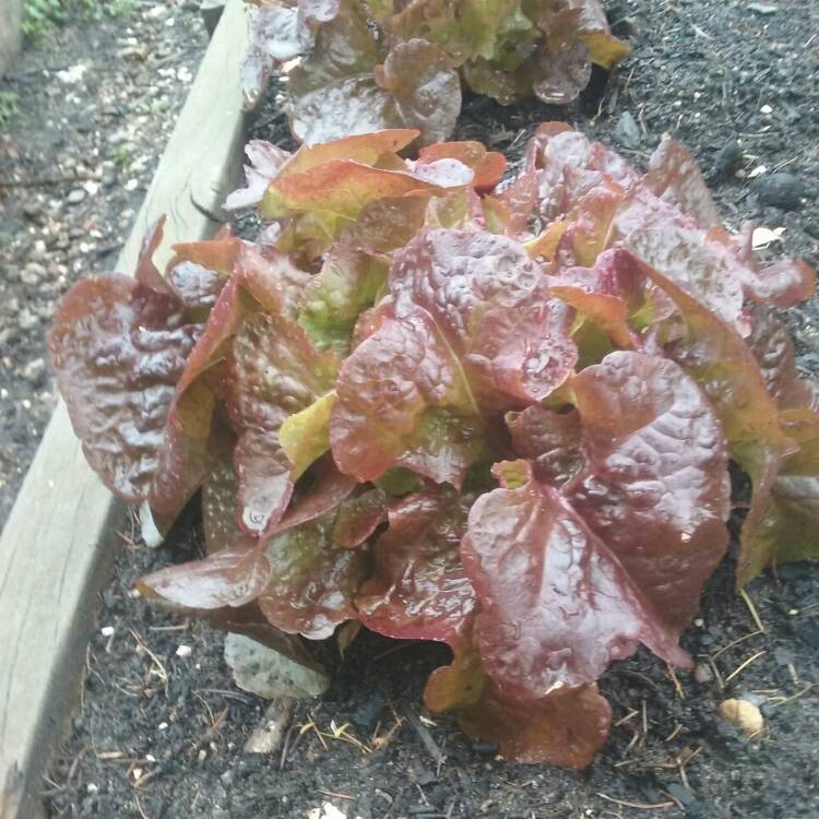 Plant image Lactuca sativa 'Bijou'