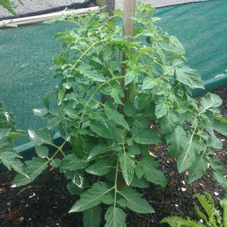 Plant image Solanum Lycopersicum 'Oxheart'