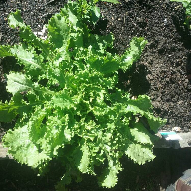 Plant image Cichorium Endivia