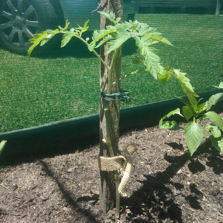 Plant image Solanum Lycopersicum var. cerasiforme 'Rapunzel'