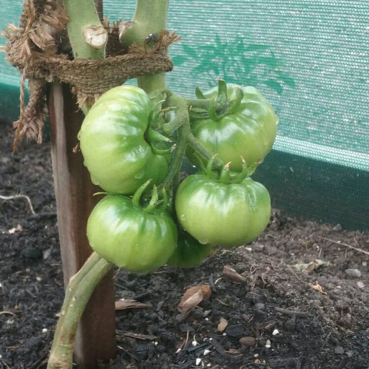 Plant image Solanum Lycopersicum 'Oxheart'