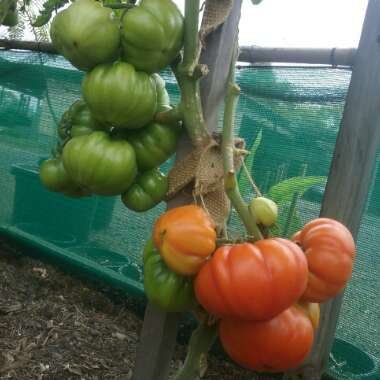 Solanum lycopersicum  syn. Lycopersicon lycopersicum